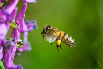 Fotobehang Flying bee landing to violet flower © byrdyak