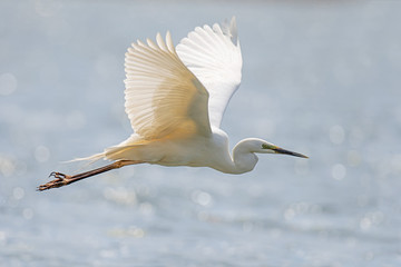 White heron, Great Egret, fly on the lake background. Water bird in the nature habitat