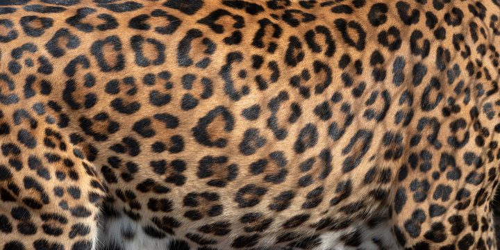 Leopard skin texture for background  (real fur)