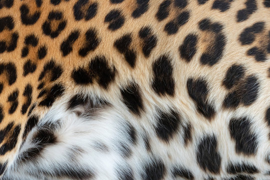 Leopard skin texture for background  (real fur)
