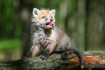 Red fox, vulpes vulpes, small young cub in forest on branch