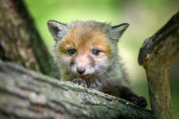Red fox, vulpes vulpes, small young cub in forest on branch
