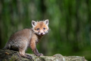 Red fox, vulpes vulpes, small young cub in forest on branch