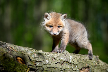 Red fox, vulpes vulpes, small young cub in forest on branch