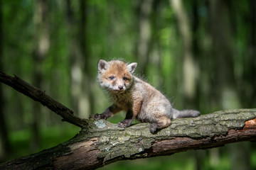 Red fox, vulpes vulpes, small young cub in forest on branch