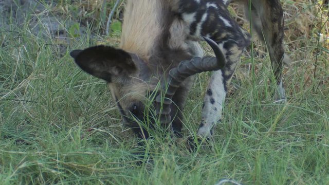 African Wild Dog pulls hard feeding on skull from Impala carcass