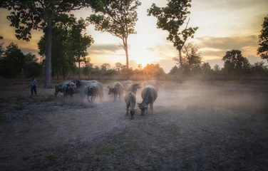 Keuken spatwand met foto A buffalo herd in the Thai countryside that has been affected by a drought that has a sunset background © jutawat