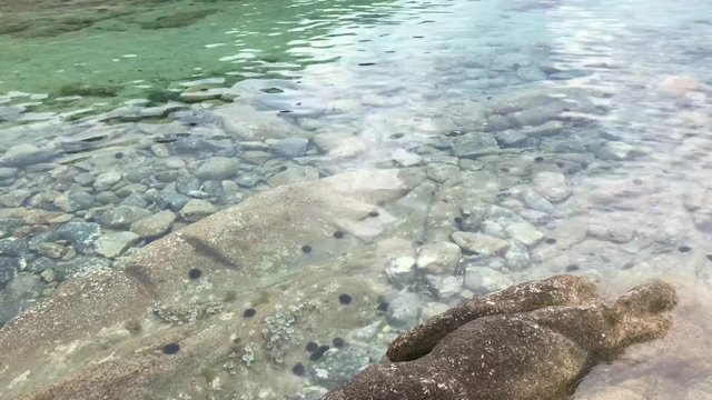 Closeup top view on shallow rocky beach with clear transparent water and black sea urchin habitat in 4k