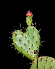 heart shaped prickly pear cactus close up isolated on a black background © Kort Feyerabend