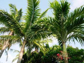 Fototapeta premium palm trees, manila palm, resort, garden, coconut, water, sunny, natural, beach, vacation, exotic, forest, outdoor, leaf, landscape, plant, blue, green, travel, sky, background, beautiful, tropical, 