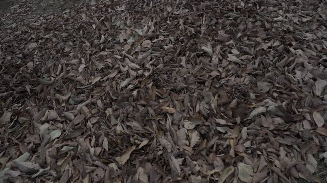 El oto&ntilde;o y sus maravillosas hojas secas