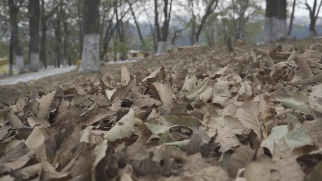 Alfombra de hojas secas 