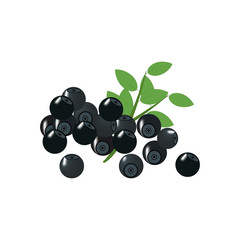 Bilberry organic sweet juicy berry vector illustration