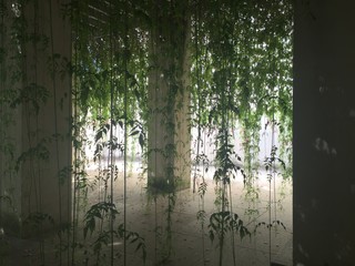 Plants Hanging Against Columns In Gazebo