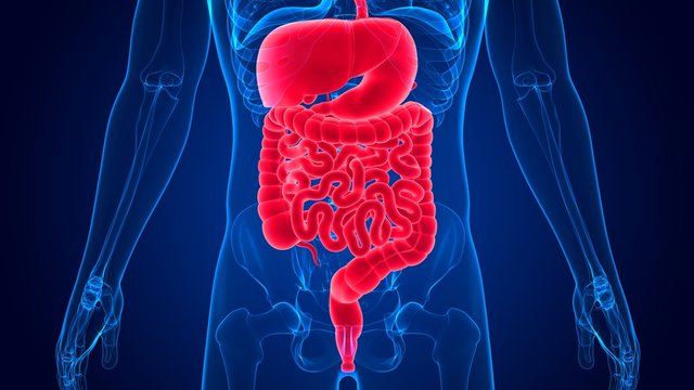 3D Illustration Human Digestive System Anatomy