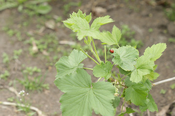 A small ladybug is sitting on a green leaf