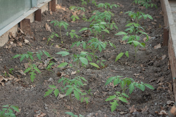 tomato sprouts  in a greenhouse during gardening in spring