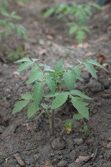 tomato seedling  in a greenhouse during gardening in spring