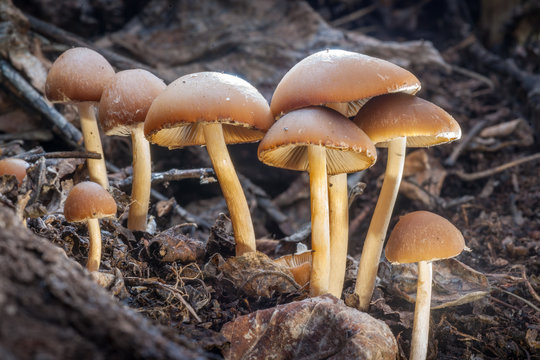 Brittle-head Mushroom Group