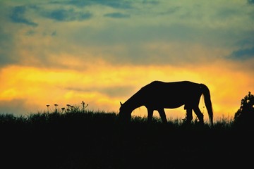 Obraz na płótnie Canvas Silhouette Horse Grazing On Field Against Sky During Sunset