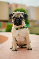 pug mascota dudoso