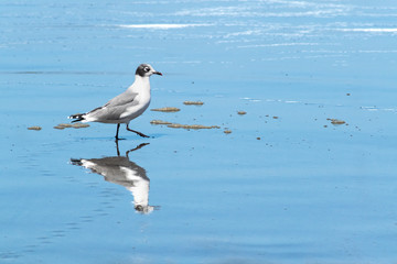 seagull on the beach