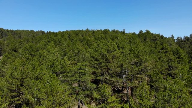 Pine trees untouched dense forest in mountains with bright blue sky background, copy space with green texture
