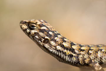 Lagartija