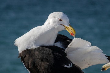 Gaviota Dominicana