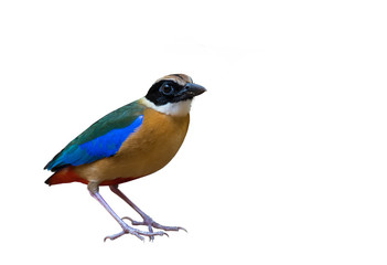 Blue-winged Pitta on white background