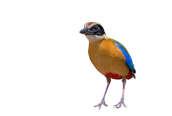 Blue-winged Pitta on white background