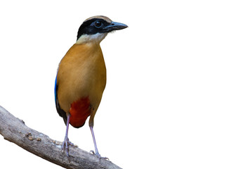 Blue-winged Pitta on white background