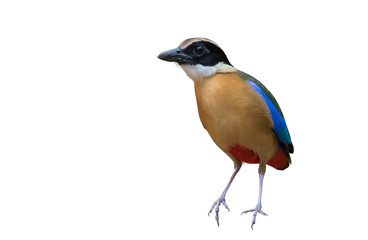 Blue-winged Pitta on white background