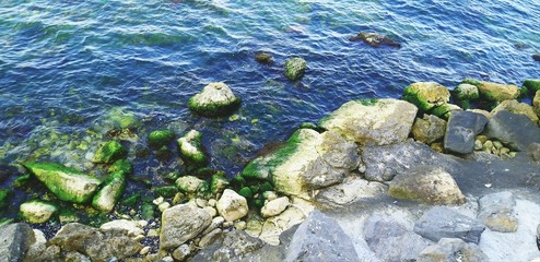 seaweed on the beach
