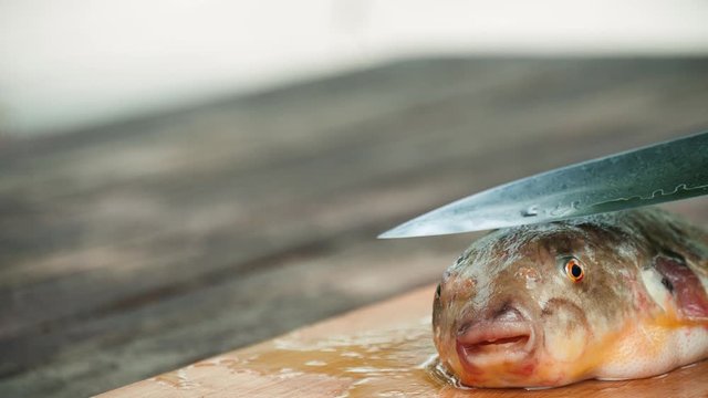Professional certified chef getting ready to serve poisonous Fugu Fish (Puffer Fish). Fish is most dangerous seafood from venom.