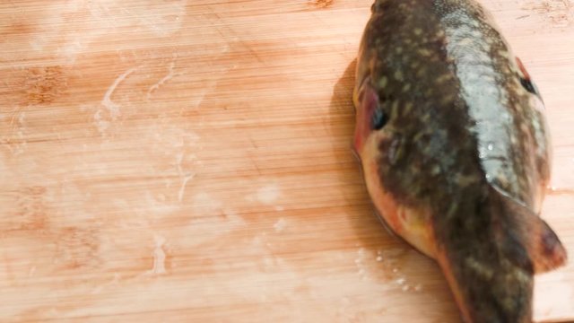 Professional certified chef getting ready to serve poisonous Fugu Fish (Puffer Fish). Fish is most dangerous seafood from venom.