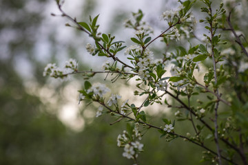 spring in the park