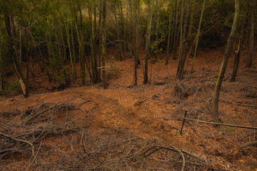 Fototapeta premium Arboles y otoño en el bosque 