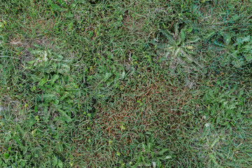 Flat grass texture with dandelion leaves
