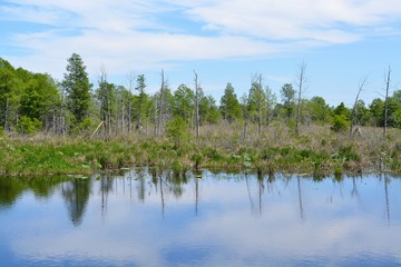 Obraz premium Day at the swamp