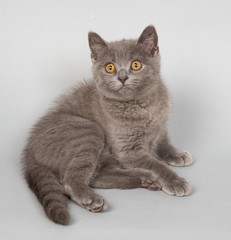 Obraz premium ブリティッシュ ショートヘアーの子猫