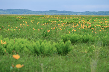 サロベツ原野