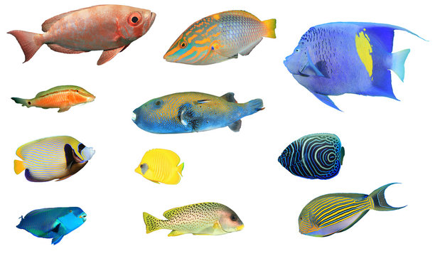 Sea fish isolated. Collection of reef fish cutout on white background. Wrasse,angelfish,butterflyfish,parrotfish,bigeyes and sweetlips 