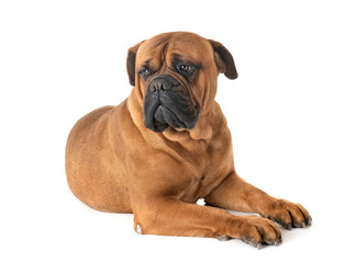 bullmastiff in studio