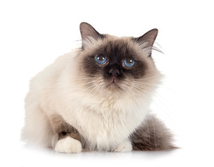 birman cat in studio