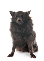 puppy pomeranian in studio