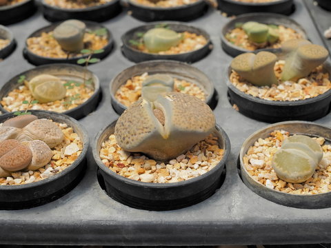 Close-up Lithops lesliei planting in flower pot.
