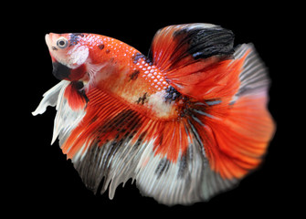 Betta  Red Koi HM Halfmoon  Male or Plakat Fighting Fish Splendens On Black Background.