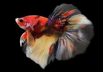 Betta Nemo HM Halfmoon  Male or Plakat Fighting Fish Splendens On Black Background.