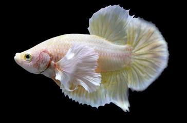 Fototapeta premium Betta Super Gold Dumbo Ear HMPK Halfmoon Plakat Male or Plakat Fighting Fish Splendens On Black Background.